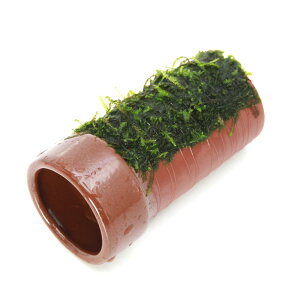 ijā@EB[X@yǁijitji_ji1j