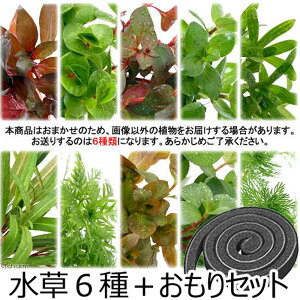 ij܂lߍ킹pbN@6iv60{j{Zbgitji_ji1pbNj