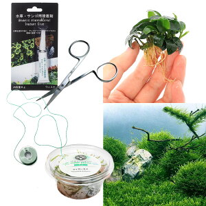 ij͂߂ẴXEAkrAXLbg@EB[X@AkrAXiiv`itjitji_ji1ZbgjXC