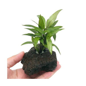 ijj[[W[t@nCOitjnΕti_ji1j