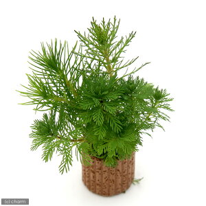 ijCt}`ij~ItB~bNXitji_ji2j