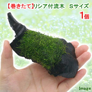 (水草)巻きたて リシア 流木 Sサイズ(約15cm)(水中葉)(無農薬)(1本) 北海道航空便要保温