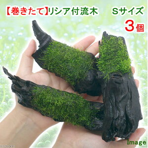 ijā@VA@؁@STCYi15cmjitji_ji3{j@kCEBq֗vۉ