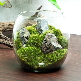 （観葉植物）GEX　グラスアクアリウム　ドロップ　風山石　レイアウト完成品（1個）