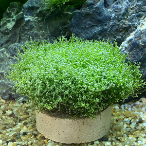 ijnjJVF^[@VA@~jitji_ji1j@kCEBq֗vۉ