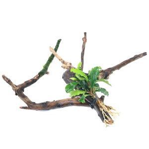 ijuZt@hspDO[EF[r[EH[^[tFU[t@}󗬖؁@STCYi10cm`ji1{j@kCEBq֗vۉ