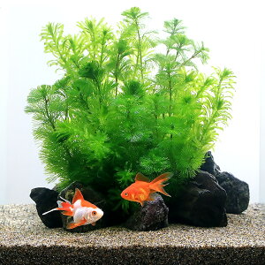 iYjijɍCAEgZbg@̕t@{Bl