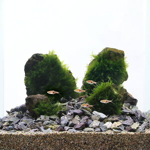 ij^MыɍCAEgZbg@̕t@{Bl