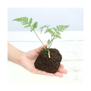 iϗtAj~jgLVmu@nΐAi1j