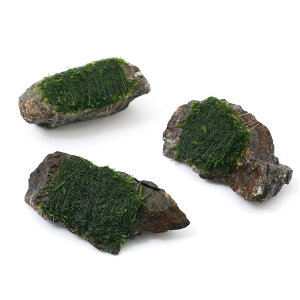 ijā@EB[X@R΁@SSTCYi8cmȉjitji_ji3j