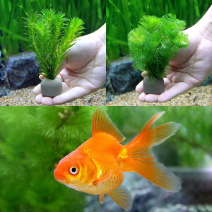 (水草)ゼオライトリング(グレー)メダカ・金魚藻セット+琉金(1匹)