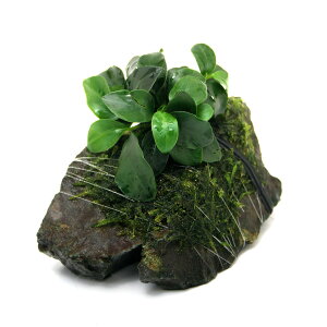 ijAkrAXii@v`EB[X@RSTCYi10cmOji1j