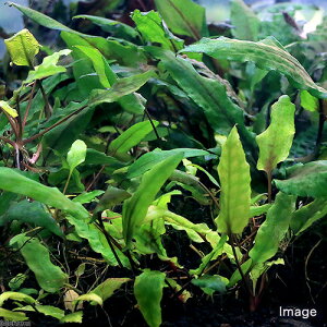 ijNvgRl@EFeB[@O[QbR[itji_ji1j