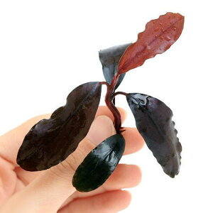 ijuZt@hspDShine@Blue@Carpetitji_ji1j@kCEBq֗vۉ