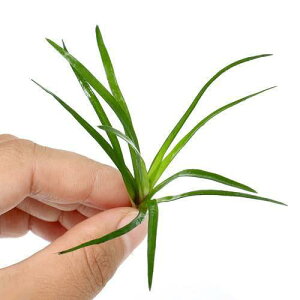 ijzVNTspDN`itji_ji1j