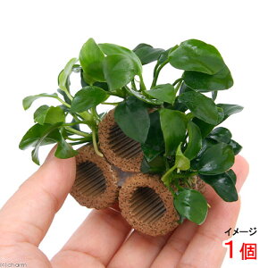 ijCt}`ijiiv`Re[Witji1j