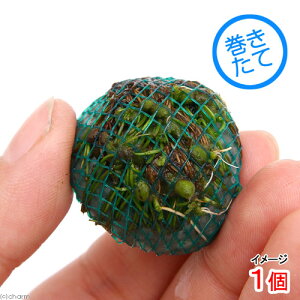 ijā@Ni^{[itji_ji1j