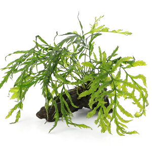 ijā@{reBX@qfBeB@؁@STCYi15cmjitji_ji3{j