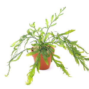 ij{reBX@qfBeB@fĂitji_ji1j