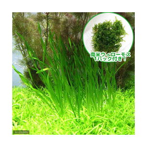 ijăEB[XXN[oXlAitji1Zbgj