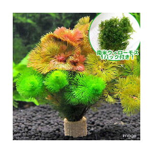 ijăEB[XCt}`ijJ{o~bNXitji1Zbgj