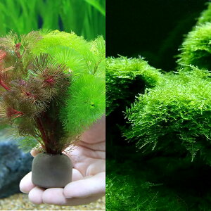 ijăEB[X}`OubNijJ{o~bNXitji1Zbgj