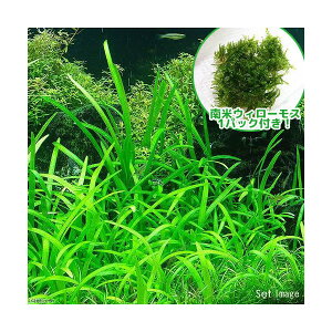 ijăEB[XsO~[`F[TW^Ai1Zbgj