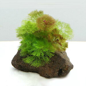 ij_JE@J{o~bNXt@n΁i1j