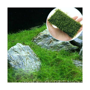 ijwA[OX@V[g{EB[X@NbV