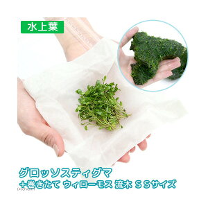 (水草)グロッソスティグマ(水上葉)(1パック)+巻きたて ウィローモス 流木 SSサイズ(約10cm)(各1個) 北海道・九州航空便要保温