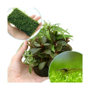 iGrjij񂹐A~bNX{EB[X@NbVitjƃ~i~k}Grt