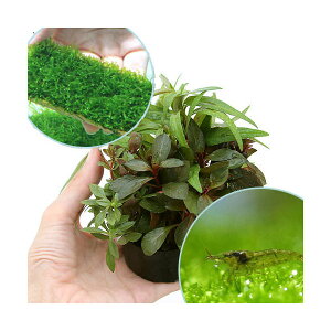 (エビ)(水草)ハニカムシェルター 寄せ植えミックス 育成済 ウィローモス プレートとミナミヌマエビ付(水中葉)