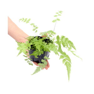 iϗtAjroEvc@܂V_A@3|bgi1|bgjixԁj