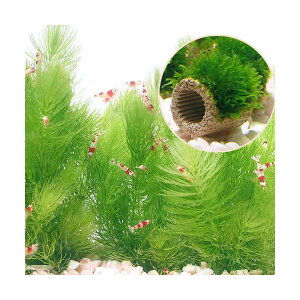 ij琬ρ@Ct}`ijEB[Xi1j{Ct}`ij}c@~ji1jitji_ji1Zbgj