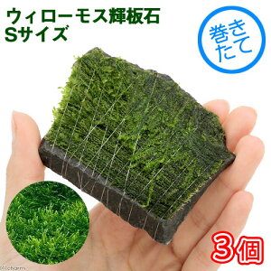 ijā@EB[X@P΁@STCYitji_ji3j