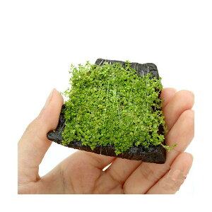 ijā@L[op[@P΁@STCYitji_ji1j