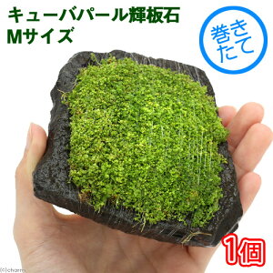 ijā@L[op[@P΁@MTCYi14cmjitji_ji1j