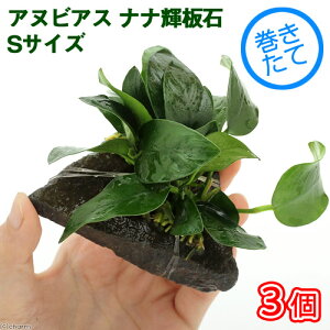 ijAkrAXii@P΁@STCYitji3j