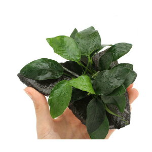 ijAkrAXii@P΁@MTCYi14cmjitji1j