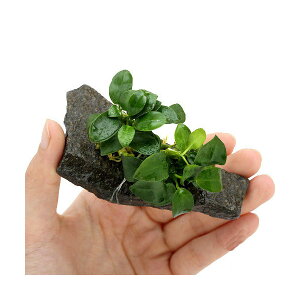 ijAkrAXii@v`@P΁@STCYitji1j