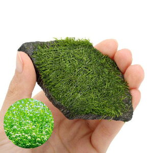 ijā@VA@P΁@STCYitji_ji3j@kCEBq֗vۉ