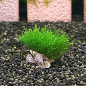 ij琬ρ@EH[^[tFU[@RΏitji_ji3j