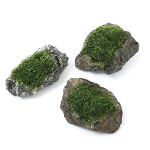 ijā@EB[X@~bNX@R΁@STCYi10cmjitji_ji3j