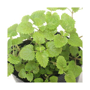 iϗtAjn[uc@o[@3i1|bgj@ƒ؉