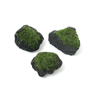 ijā@EB[X@~bNX@n΁@SSTCYi8cmȉjitji_ji1j