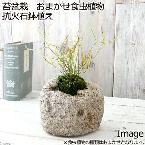 (観葉植物)苔盆栽 おまかせ食虫植物 抗火石鉢植え(1鉢)苔