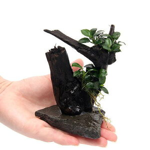 (水草)置くだけ簡単 レイアウト流木 アヌビアスナナ プチ付(水上葉)(1個)