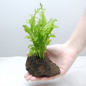 ijEH[^[XvCgitjnΕti_ji1j