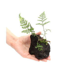 iϗtAj~jgLVmu@nΐAi3j