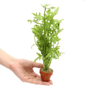 (水草)ウォータースプライト ミニ素焼き鉢(水上葉)(無農薬)(3鉢)